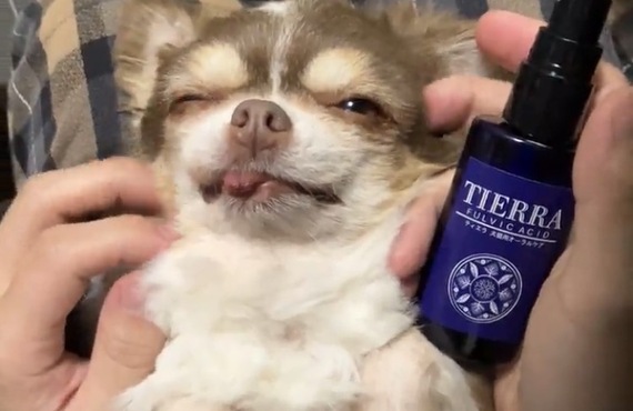 犬の口臭・歯周病ケアに｜TIERRA（ティエラ）