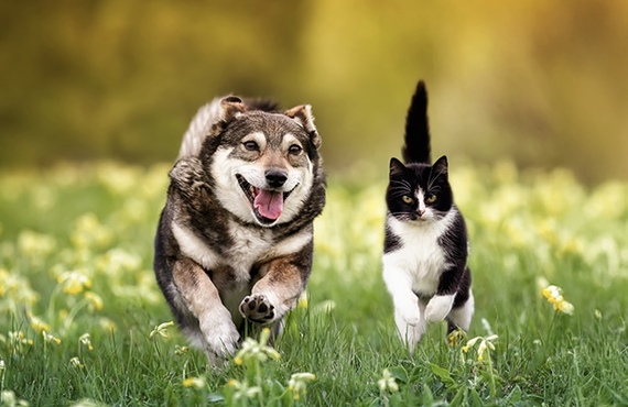 犬猫の口臭｜その原因は歯周トラブルかもしれません