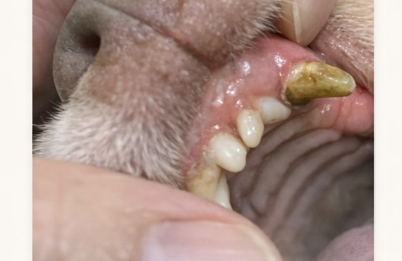 犬の歯周病ケア｜歯磨きが苦手な犬にも口腔環境ケア｜TIERRA