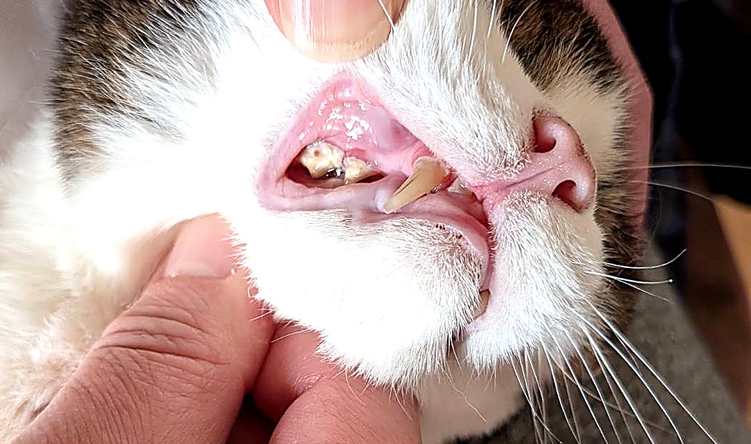 cat_teeth_lp_edit