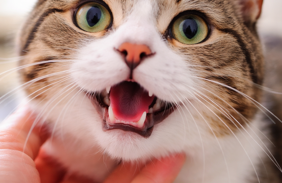 猫の口臭が気になる方へ｜歯磨きが苦手な猫の口腔ケア | 猫の歯周病ケア【TIERRA】