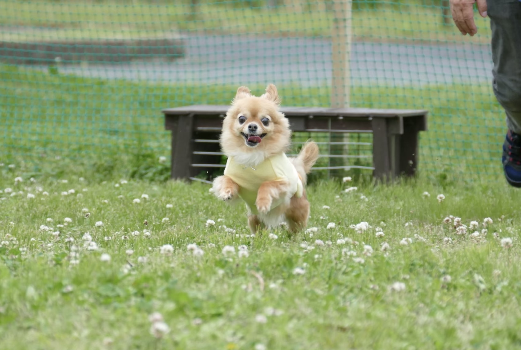 2019ポーちゃん