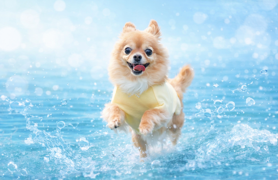 犬の水素吸入の効果とは？健康ケアとして注目される理由