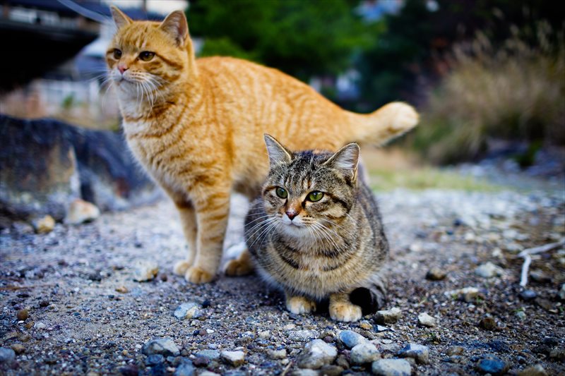 シニア猫の健康管理