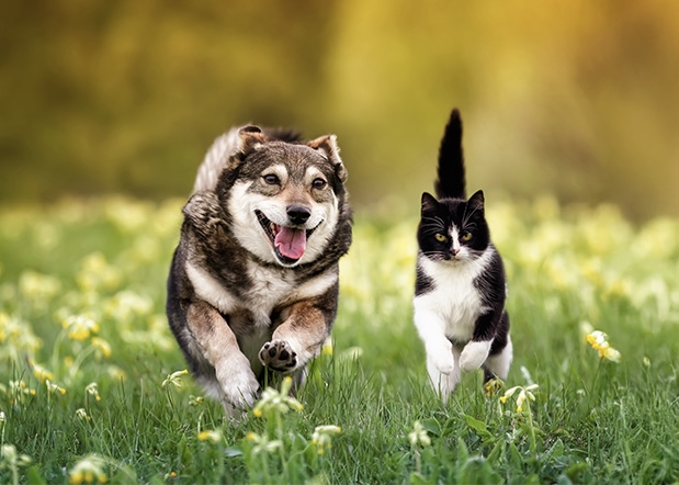 犬猫