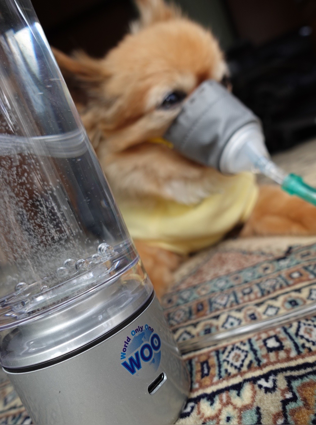 ドクター水素ボトル犬水素吸入