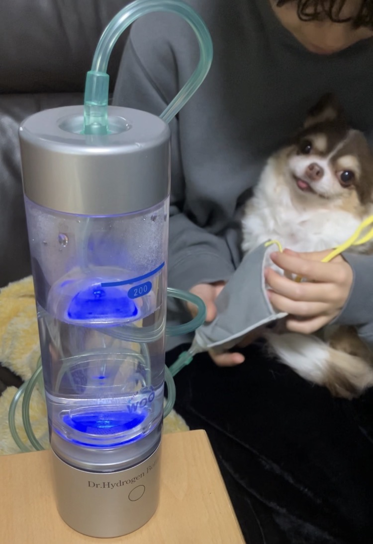 ドクター水素ボトルで水素吸入する犬