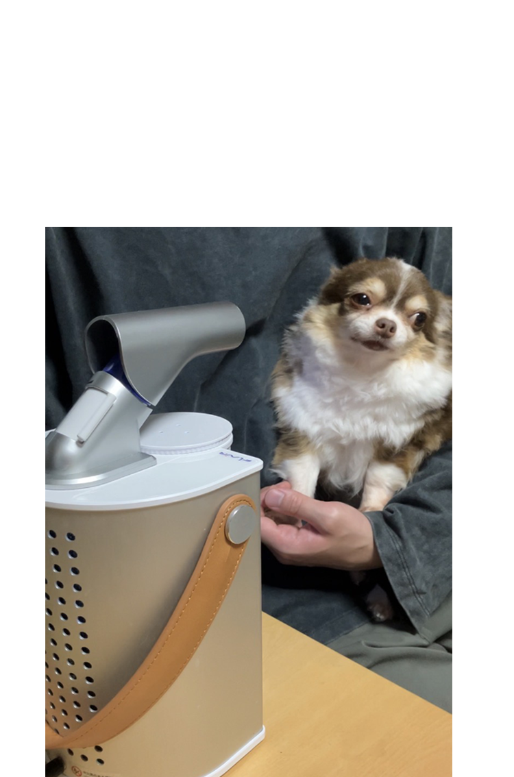フレアーで水素吸入する犬