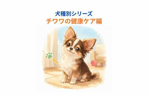チワワの健康管理｜心臓・歯・関節・気管のケアとシニア対策｜アニマケア
